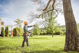 Best Tree Health Inspection  in Mora, MN