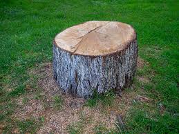 Best Stump Grinding and Removal  in Mora, MN
