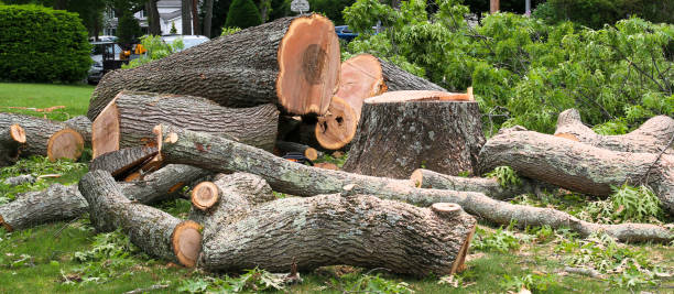  Mora, MN Tree Care Pros